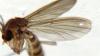 Rymosia sp.
